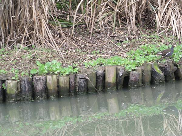 西溪國家濕地公園