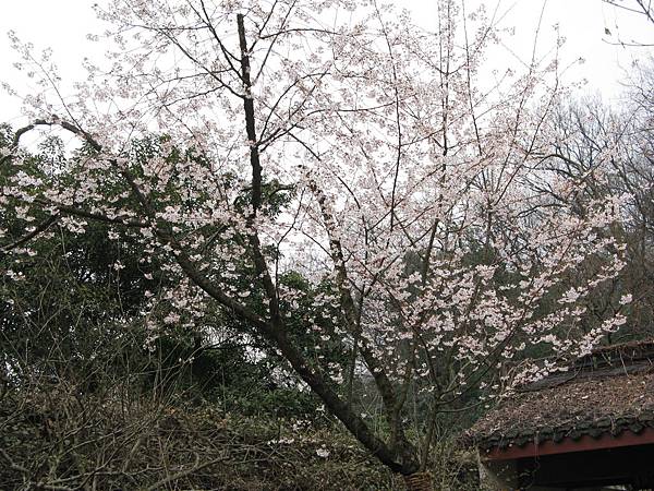 萬松書院