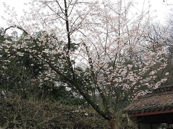 萬松書院