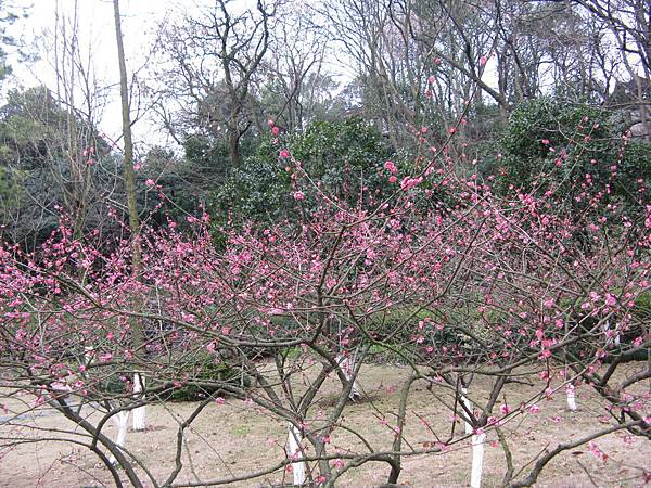 萬松書院