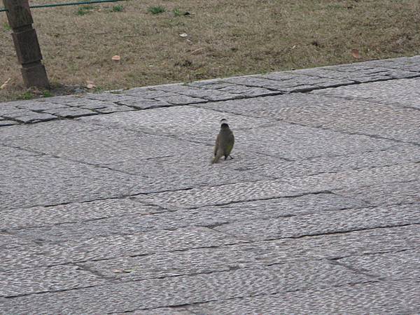 IMG_2371.JPG