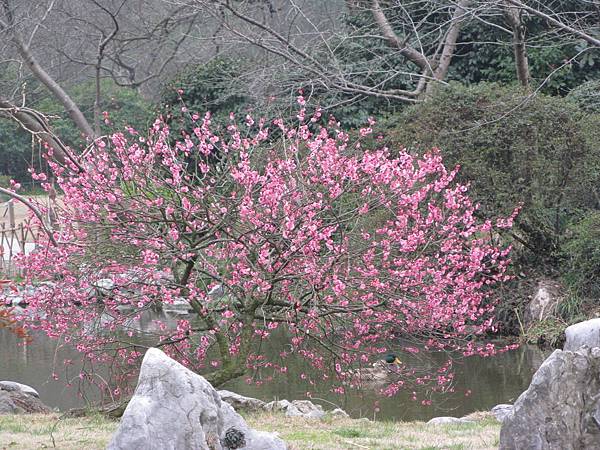 花港觀魚