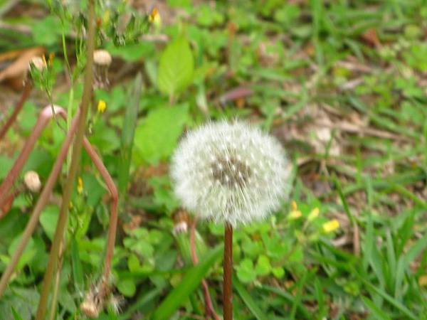 IMG_2855.JPG