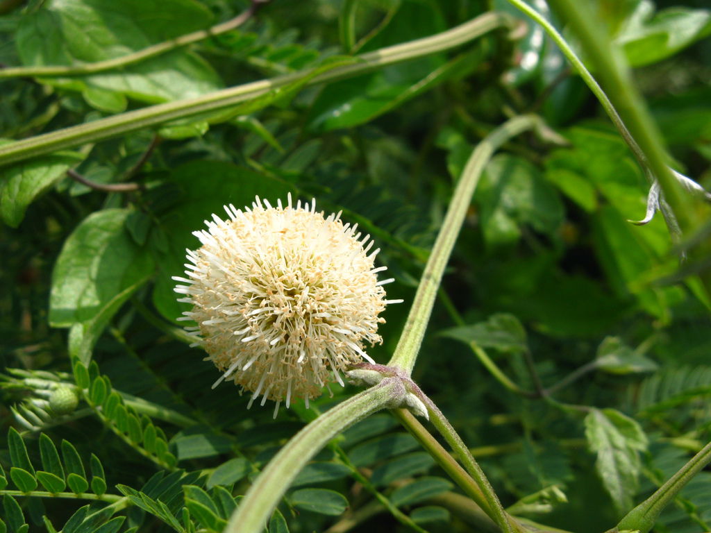 某種球狀植物