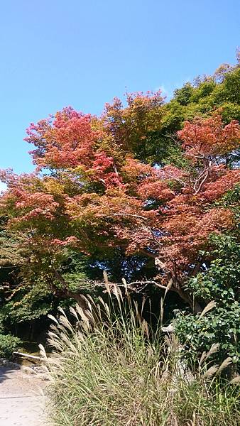 DSC_1487.JPG