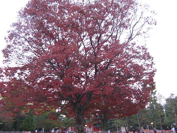 平安神宮外一株滿開的紅葉