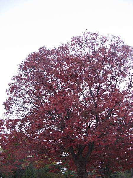 平安神宮外一株滿開的紅葉