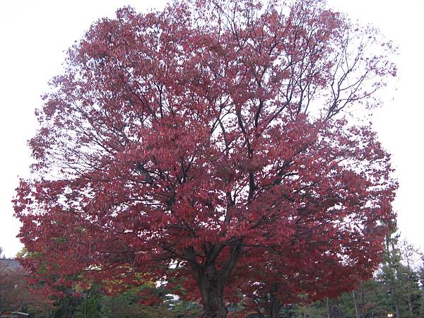 平安神宮外一株滿開的紅葉