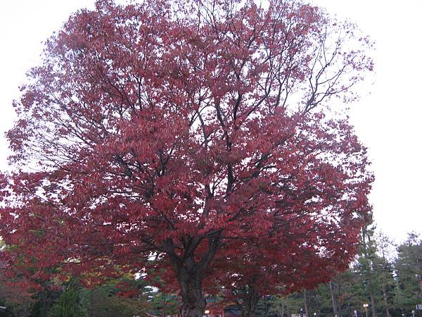 平安神宮外一株滿開的紅葉