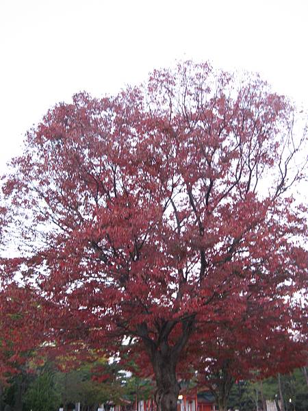 平安神宮外一株滿開的紅葉