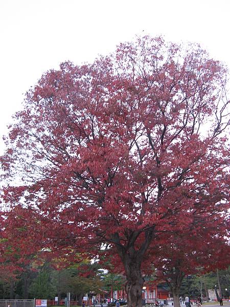 平安神宮外一株滿開的紅葉