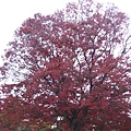 平安神宮外一株滿開的紅葉