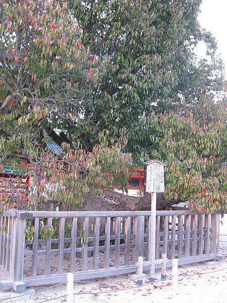 平安神宮左近の桜