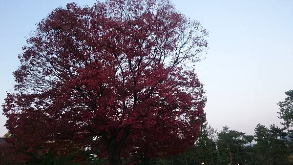 平安神宮外一株滿開的紅葉