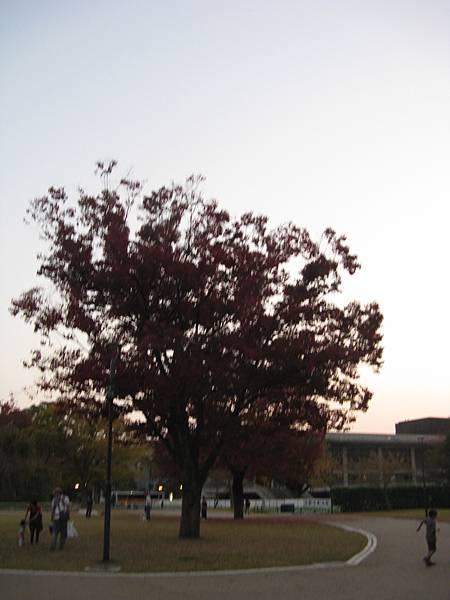 平安神宮外一株滿開的紅葉