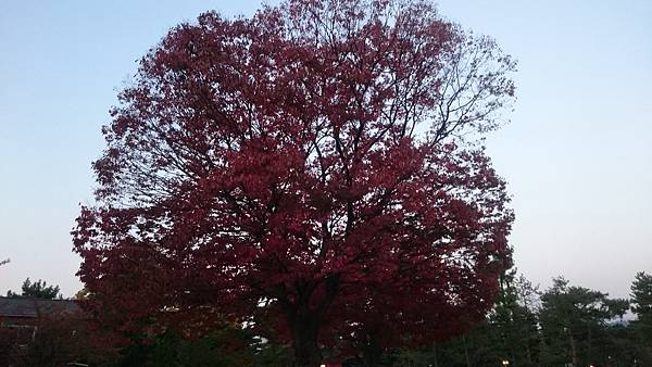 平安神宮外一株滿開的紅葉