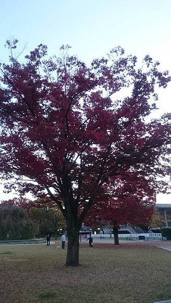 平安神宮外一株滿開的紅葉