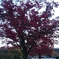平安神宮外一株滿開的紅葉