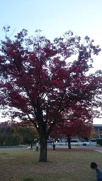 平安神宮外一株滿開的紅葉