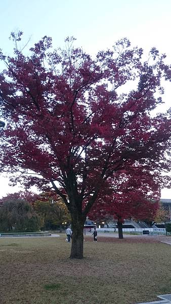 平安神宮外一株滿開的紅葉