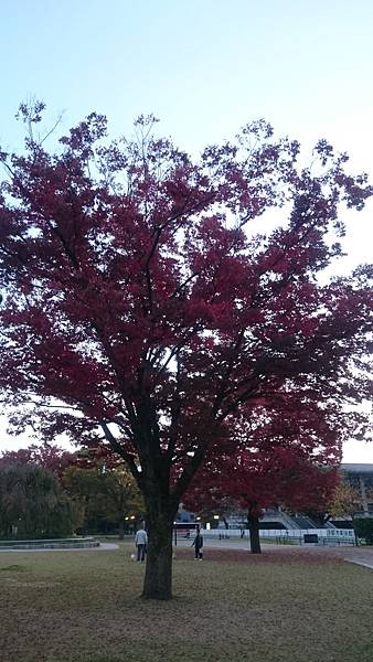 平安神宮外一株滿開的紅葉