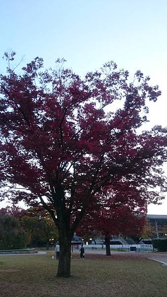 平安神宮外一株滿開的紅葉