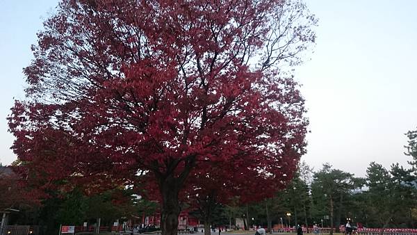 平安神宮外一株滿開的紅葉