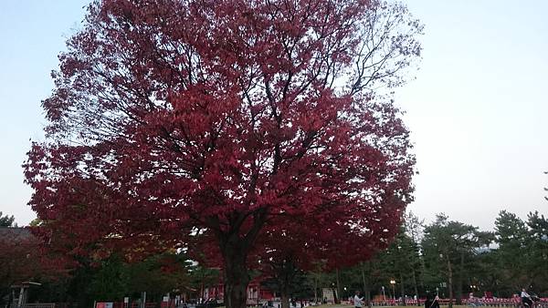 平安神宮外一株滿開的紅葉