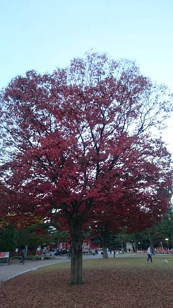 平安神宮外一株滿開的紅葉