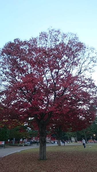 平安神宮外一株滿開的紅葉