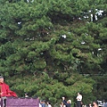 IMG_5331.JPG