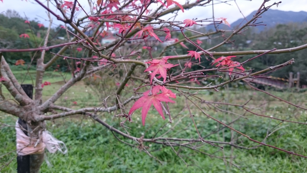 意外的紅葉