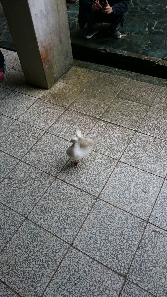 躲雨中遇見尾巴會開花的孔雀鴿