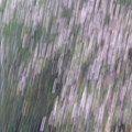 IMG_5726.JPG