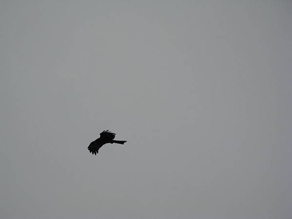 IMG_5939.JPG