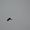 IMG_5939.JPG