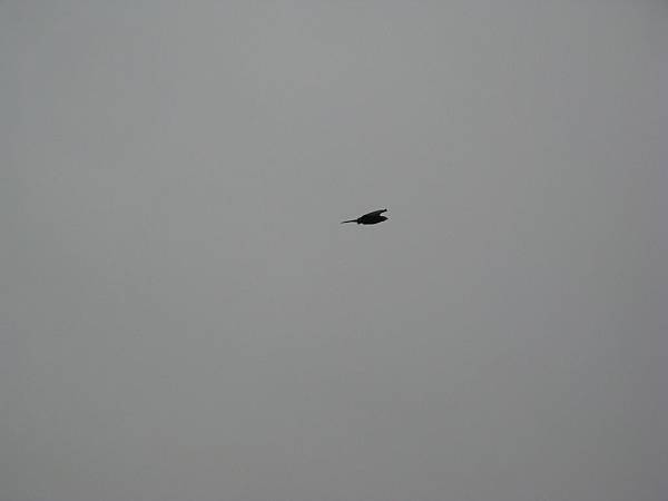 IMG_5938.JPG
