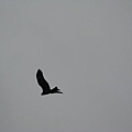 IMG_5940.JPG