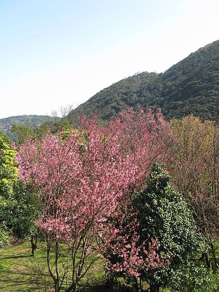 第二停車場旁步道附近的山櫻花 1