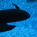 IMG_6521.JPG