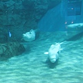 IMG_6524.JPG