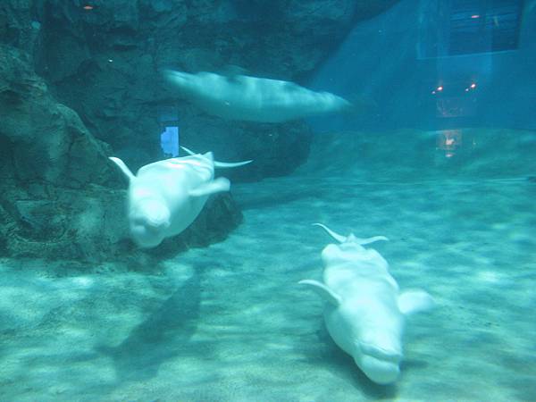 IMG_6525.JPG