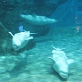 IMG_6525.JPG