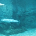 IMG_6526.JPG