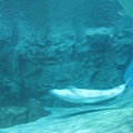 IMG_6527.JPG
