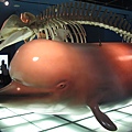 IMG_6529.JPG