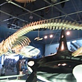 IMG_6530.JPG