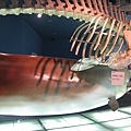 IMG_6533.JPG