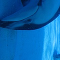 IMG_6558.JPG
