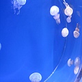 IMG_6572.JPG